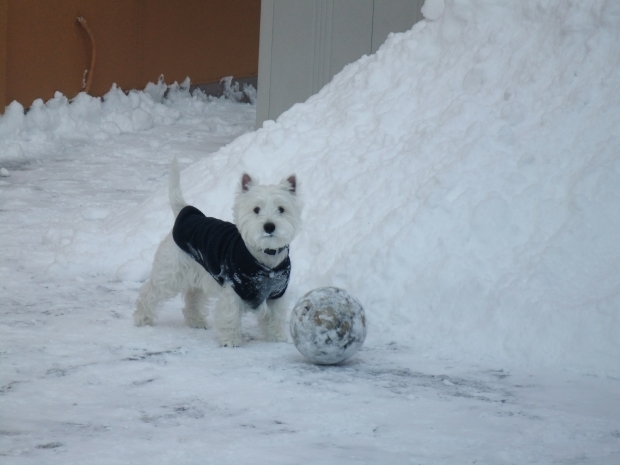 ����ԡ������֥ߥ륯��